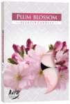 Aura svíčka čajová  Plum Blosson  6 ks